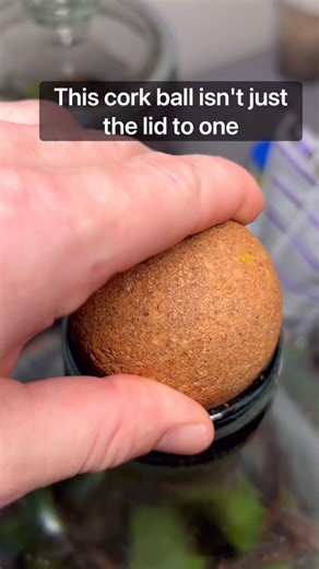 Dustin on Instagram: "Springtail Corkball #fyp #terrarium #animal #pet #fypreel"
