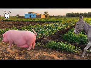 Short documentary film | About the donkey and the pig: The science behind the myth