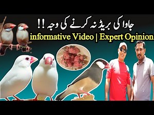 Java ki Breed Na karne ki Bari Waja || Java Sparrow Complete Information ||‪@SYEDBIRDS‬