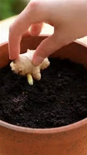 How to grow ginger and harvest indoors successfully, even in winter, | Grandma’s Recipes & Hacks