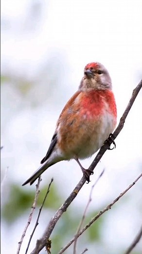 Common linnet singing 🎶 - birds singing/sound #bird #birdsinging #wildlife