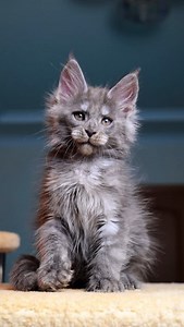 3.8K views · 548 reactions | #nx_a One of Selena’s sons and this’s a...