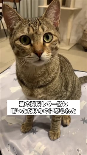 愛猫の鳴き声を真似したら怒られた