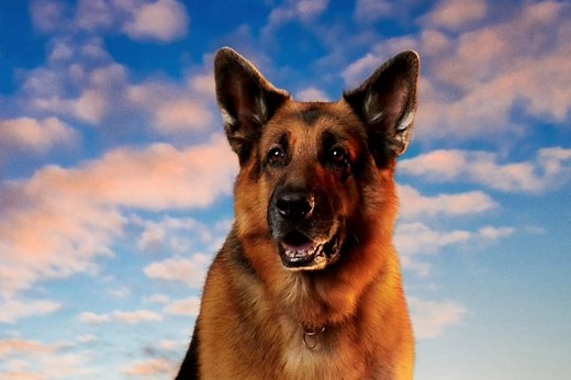 The Dog from 'Hudson & Rex' Died at the Beginning of Current Season │ Exclaim!