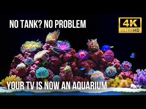 🍃 Coral Reef Aquarium 4K | Calm ASMR Fish Tank for Total Mind Reset