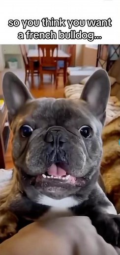 Hilarious French Bulldog Antics – Try Not to Laugh!