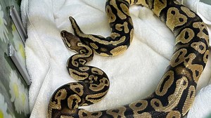 Double-Double with a... snake? Python found in In-N-Out drive thru