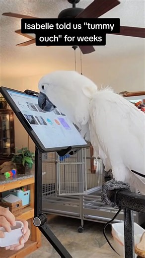 Isabelle is doing so well now 🥹 But I remember when she got sick five times in 18 months... And each time she told us, and we'd never have known until so much later. 😢 Here's to almost a full year of wellness ❤️ And to words we trust immediately - if she says she isn't well, it's straight to the doctor. . . . Come join us at the Parrot Mama Heart & Mind Retreat here at our home with the girls AND experts from around the world! 🤗 📍 South Florida | Oct 16–20 *Early bird pricing ends soon!* ⏰ ✨