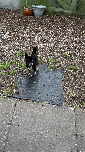 CrawlingFlamingo (@crawlingflamingo2)’s videos with original sound - CrawlingFlamingo