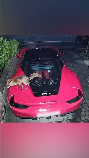 Fox Poops on Man's Sports Car!!