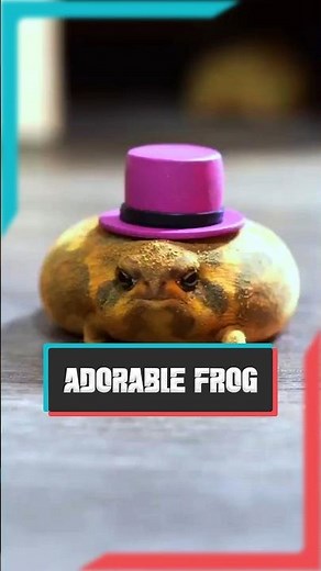 The Desert Rain Frog | The Cutest Squeaky Creature of the Desert! #shorts #frog #animals #desert