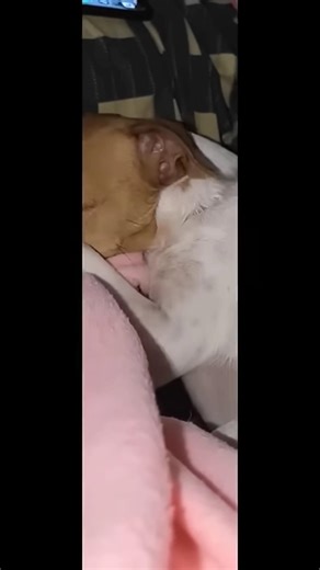 A disabled duckling help his cat friend ❤️🤯❤️ #funny #cuteanimal #animalrescue rescue me