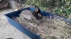 1.7K views · 34 reactions | Jet and Inca both arrived at Wood Green...