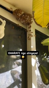 11K views · 131 reactions | Katunga lang ang alingayo sa pinas藍 dagko2 bala藍藍藍 #alingayo #highlights | Khadama Ni Aysha | Facebook