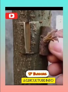 I' Budding and T' budding || Agriculture Info || Propagation method technique