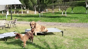 Outdoor Elevated Dog Beds Medium Sized Dog, Cooling Raised Dogs Cots Bed with Breathable Mesh, Portable Lifted Pet Hammock, Non-Slip Feet, Green, M