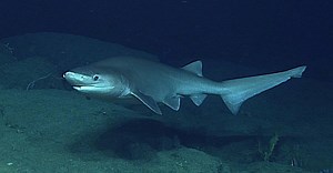 The 5 Largest Deep Sea Sharks Worldwide