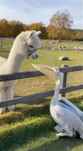 🦩“If it moves, it’s edible.” – ancient pelican wisdom🦩 #viralvideo#pelicans #zoozoom