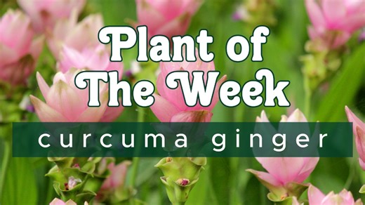 🌿✨ Meet Curcuma Ginger – the tropical showstopper your garden’s been waiting for! With its lush green leaves and tulip-like blooms that last for weeks, this hardy ginger adds bold color and exotic flair to shady spots or containers. Plus, it comes back year after year in our Florida climate. 📰 Read the full article in our newsletter: https://conta.cc/4mLgb1M #PlantOfTheWeek #CurcumaGinger #Jacksonville #stufftodoinjax | Earth Works