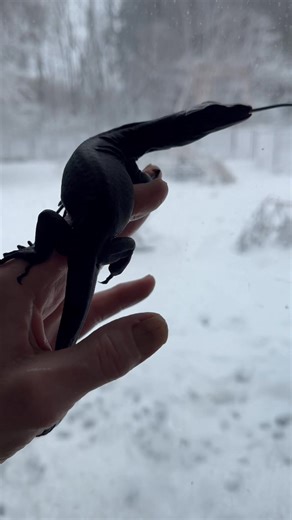 3.6K views · 123 reactions | Sweet girl | The Legend Lizards | Facebook