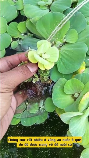 Bèo Cái Giúp Hồ Nuôi Cá Ngoài Trời Luôn Trong Mát- Nuôi cá dưỡng tâm