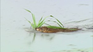 13K views · 1K reactions | This muskrat is on the move! Did you know muskrats are helpful to their aquatic communities? They harvest plants for food and shelter, creating open water for ducks, geese, shorebirds, and other wildlife. In addition, many animals —including snakes, turtles, and frogs use muskrat lodges to rest and nest in. | U.S. Fish and Wildlife Service | Facebook