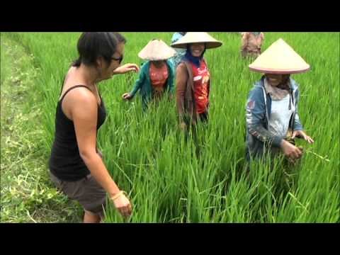 Trip Gourmand : La culture du riz - Indonésie - Ubud - Kuta Lombok