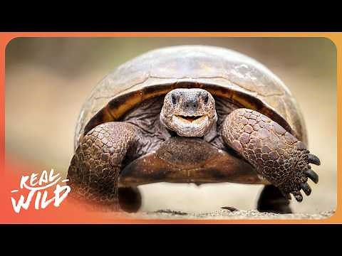 Wildfire Warning: What Animals Know That Humans Don't