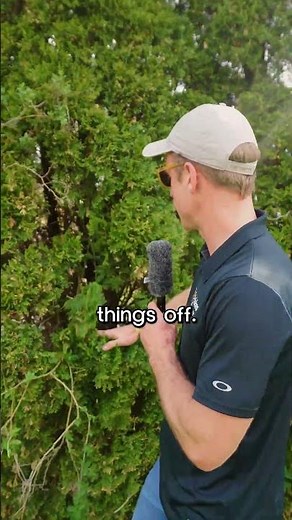 How to Spot Arborvitae Trouble!