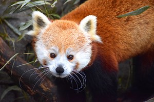 Akron Zoo’s beloved red panda, Penny, dies