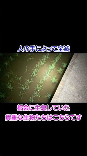 人の手によって全滅…。都会に生息していた貴重な生物たちはこちらです。