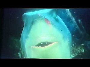 Pixar Finding Nemo (2003) Bruce Got intervention And Chase at Marlin and Dory scene