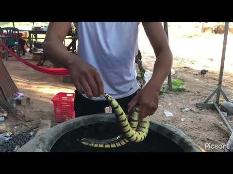 AMAZING SNAKE TRICKS (That You've NEVER Seen Before)