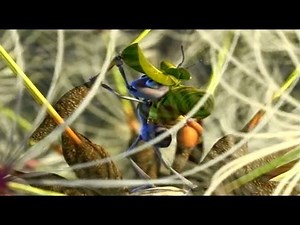 TO INFINITY AND BEYOND - A Bug's Life