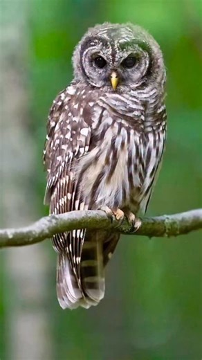 Barred Owl triangulation is the method that owls use to pinpoint the precise location of prey, even in total darkness, by analyzing minute differences in the timing and intensity of sounds received by their asymmetrical ears. This highly specialized auditory system is essential for nocturnal hunting and allows owls to accurately strike prey hidden under leaves or snow. . #barredowl #owl #eliteraptors #elite_owls . @owls_fanatics @owls_loverss @owlstagram__ @elite_raptors @photo_falcons @photo.ra