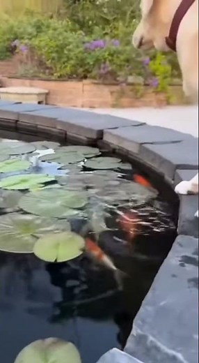 This tiny Chihuahua thought he was the boss of the koi pond… until the Labrador stepped in. #funny