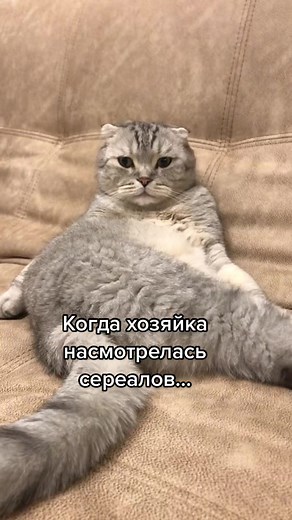 Scottish Fold Cat Relaxing on a Cozy Sofa