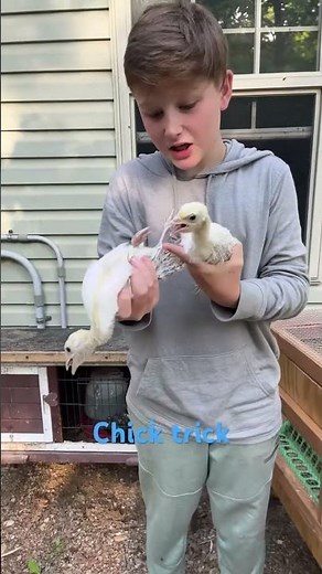 How to tell if a turkey chick is a female or a male