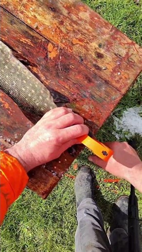 The fastest way to scale a fish without the mess! #kitchenhacks #cookinghacks #fish @Dnipro M