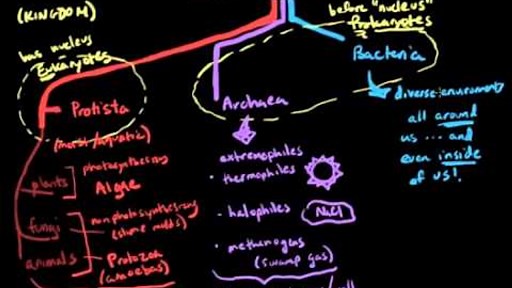 Overview of Archaea, Protista, and Bacteria