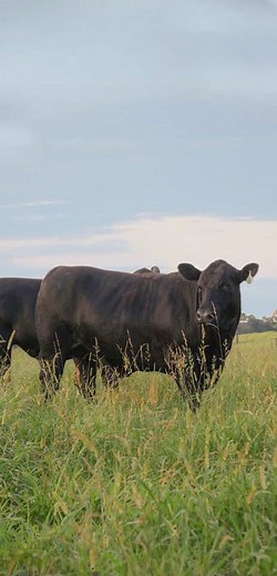 Understanding Beef Processing: From Pasture to Plate