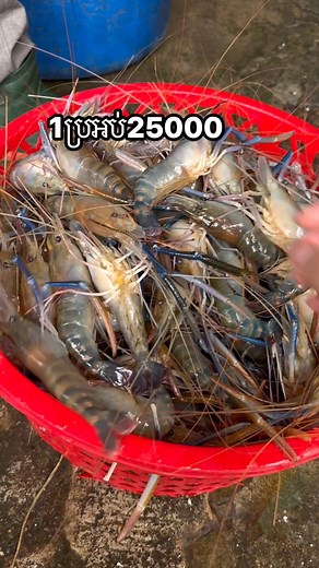 18K views · 303 reactions | Seafood Online Shops on Reels | Facebook