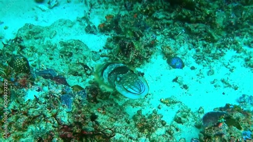 Close underwater view of a cuttlefish demonstrating natural camouflage and adaptive color change while hovering above the seabed in a tropical marine ecosystem.