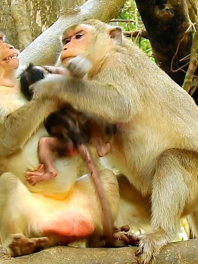 monkeyshowtv នៅលើ TikTok