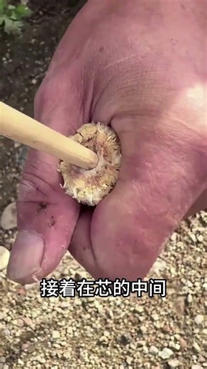 玉米芯育苗 #涨知识 #科普 #百科密码