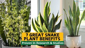 7 incredible ways snake plants can positively impact your life