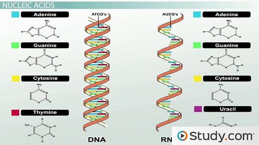 Protein, Carbohydrates, Lipids & Nucleic Acid Elements