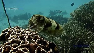Cuttlefish: Masters of Camouflage and Intelligence 撚 Their remarkable ability to change colors and patterns on their skin, using chromatophores, allows them to camouflage seamlessly. Highly intelligent, they communicate through body language and vivid color displays.  Ian Connah #CuttlefishLove #OceanMarvels #IntelligentBeauty #UnderwaterWonders #MarineMagic #komodo #komodonationalpark #divekomodo #underwaterworld #bluemarlin | Blue Marlin Dive | Facebook