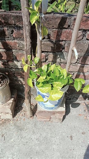 money plant exist ✅