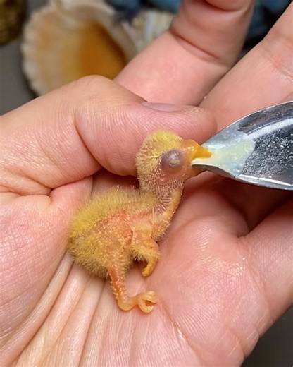 1.3M views · 54K reactions | Hand feeding cute baby birds! | Simple Life | Facebook